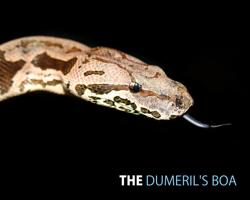 Dumeril's Boa Close-Up