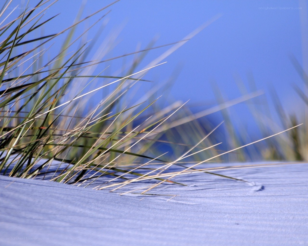 Dune grass against blue sky