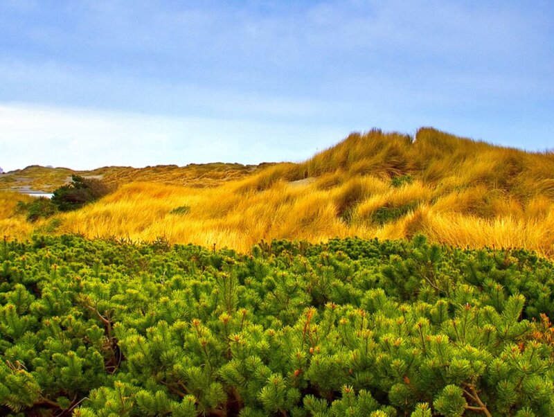 Dune Grass and Shrubs