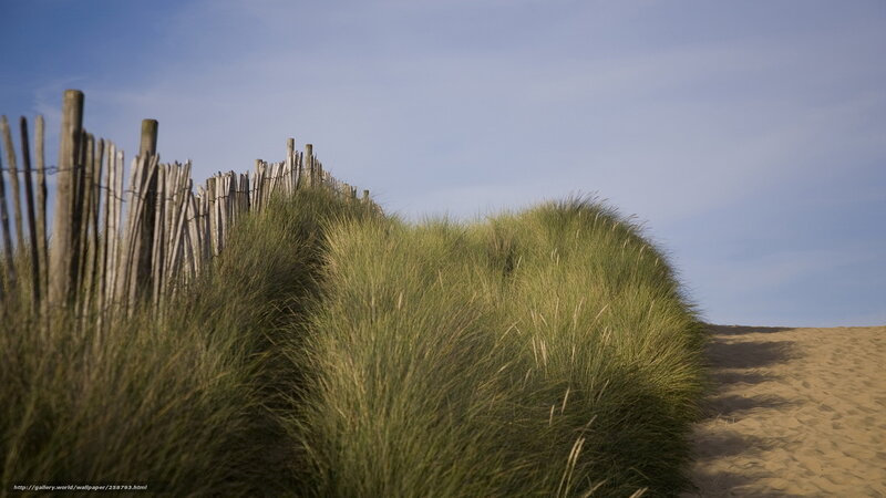 Dune grass and wooden fence
