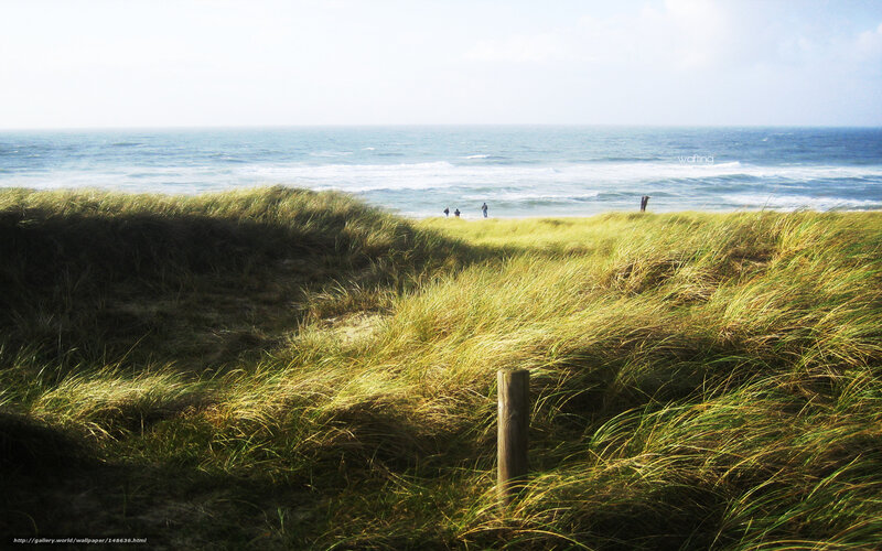 Dune Grass at Beach
