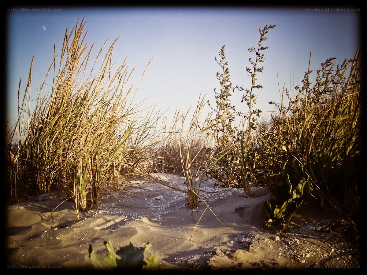 Dune grass at dusk