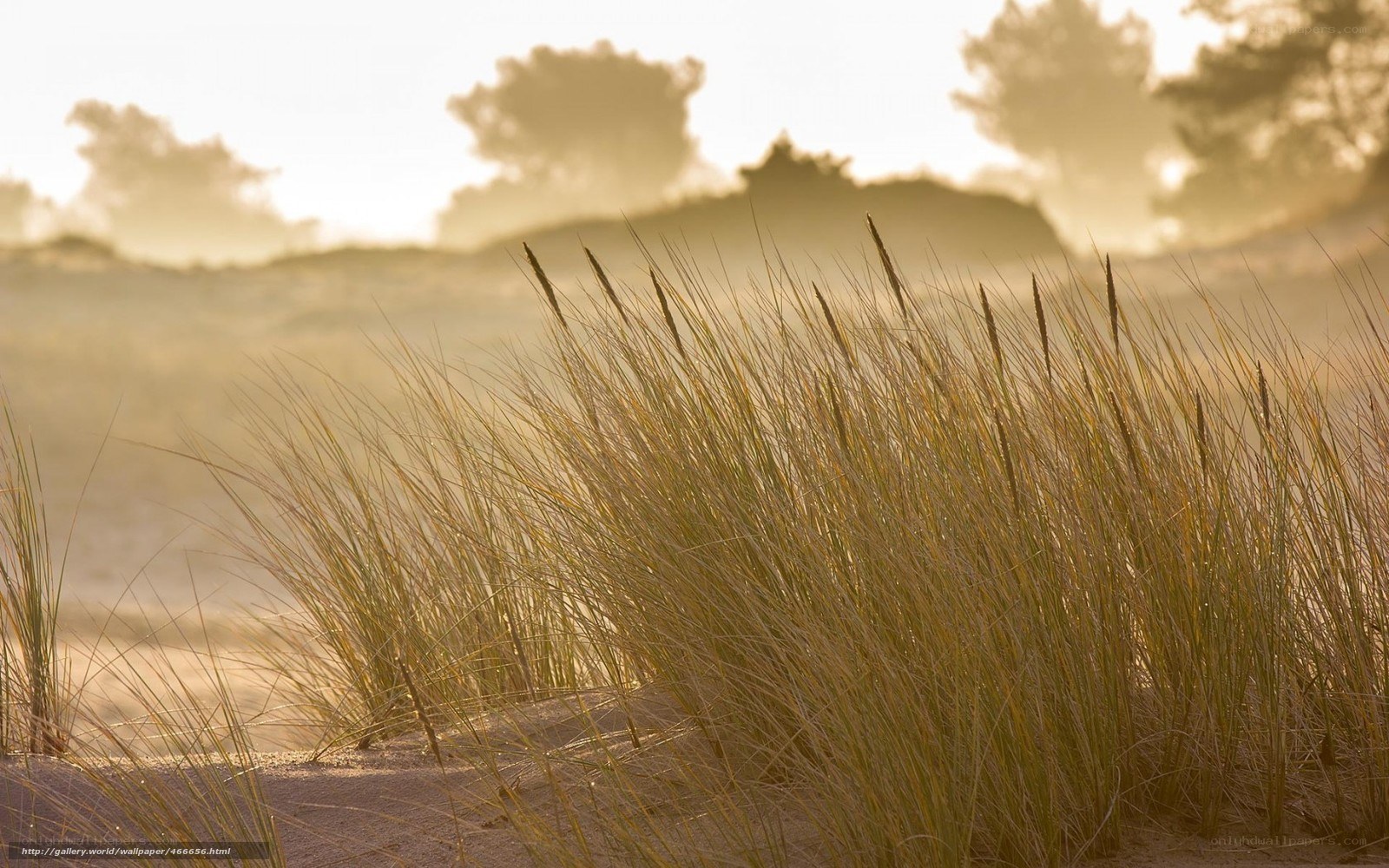 Dune grass at sunrise
