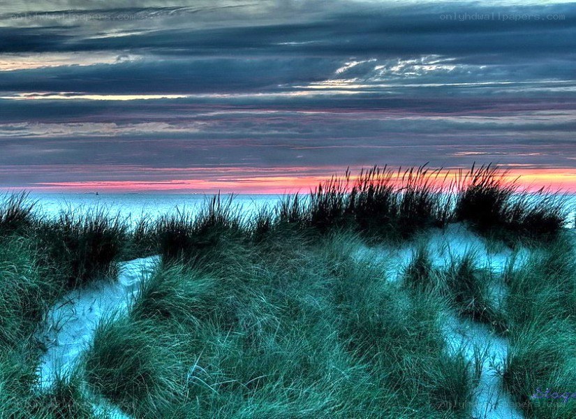 Dune grass at sunset