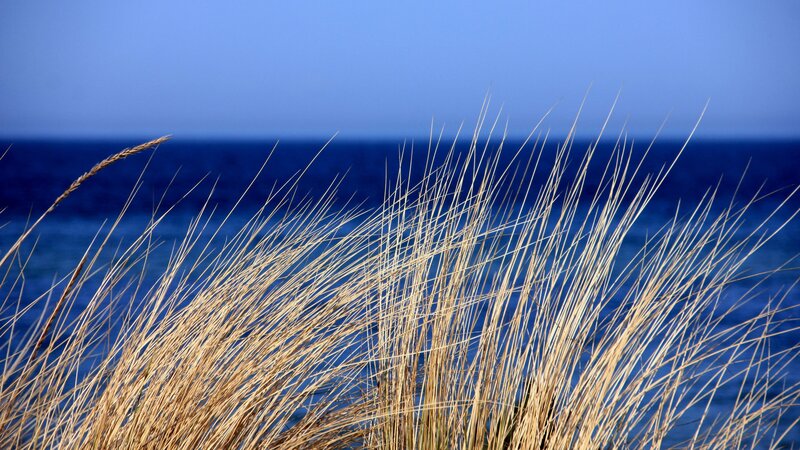Dune Grass by the Sea — Blue, Serene, Photograph