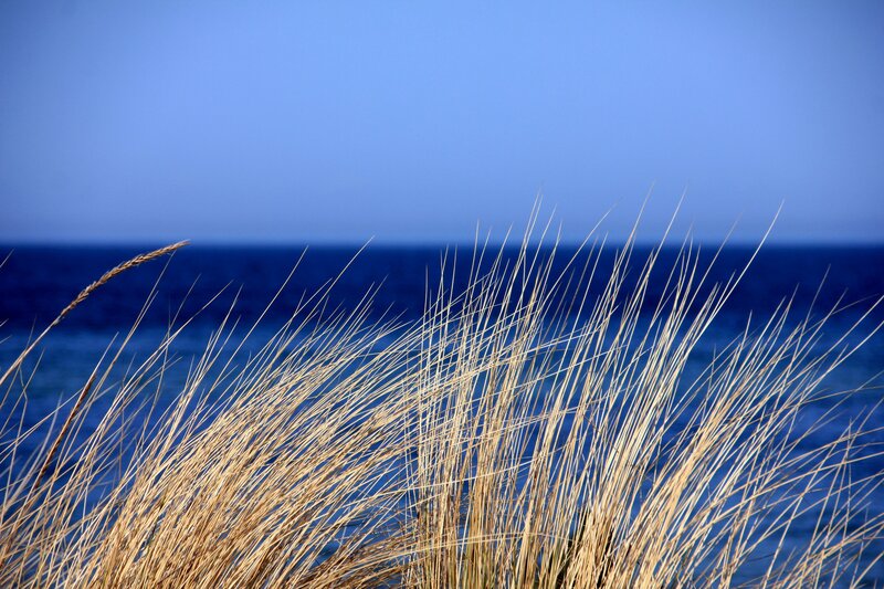 Dune Grass by the Sea — Blue, Serene