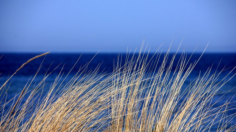 Dune Grass by the Sea — Blue
