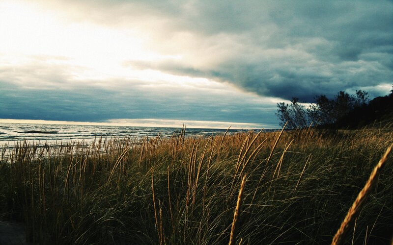 Dune Grass by the Sea — Brown