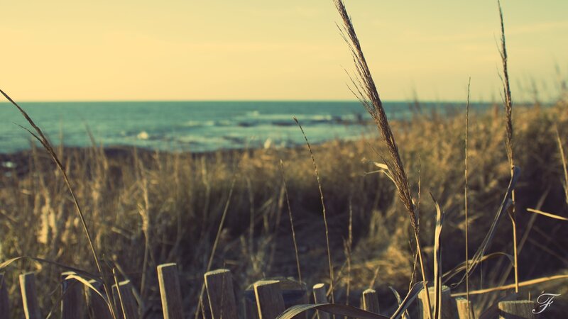 Dune Grass by the Sea — Yellow