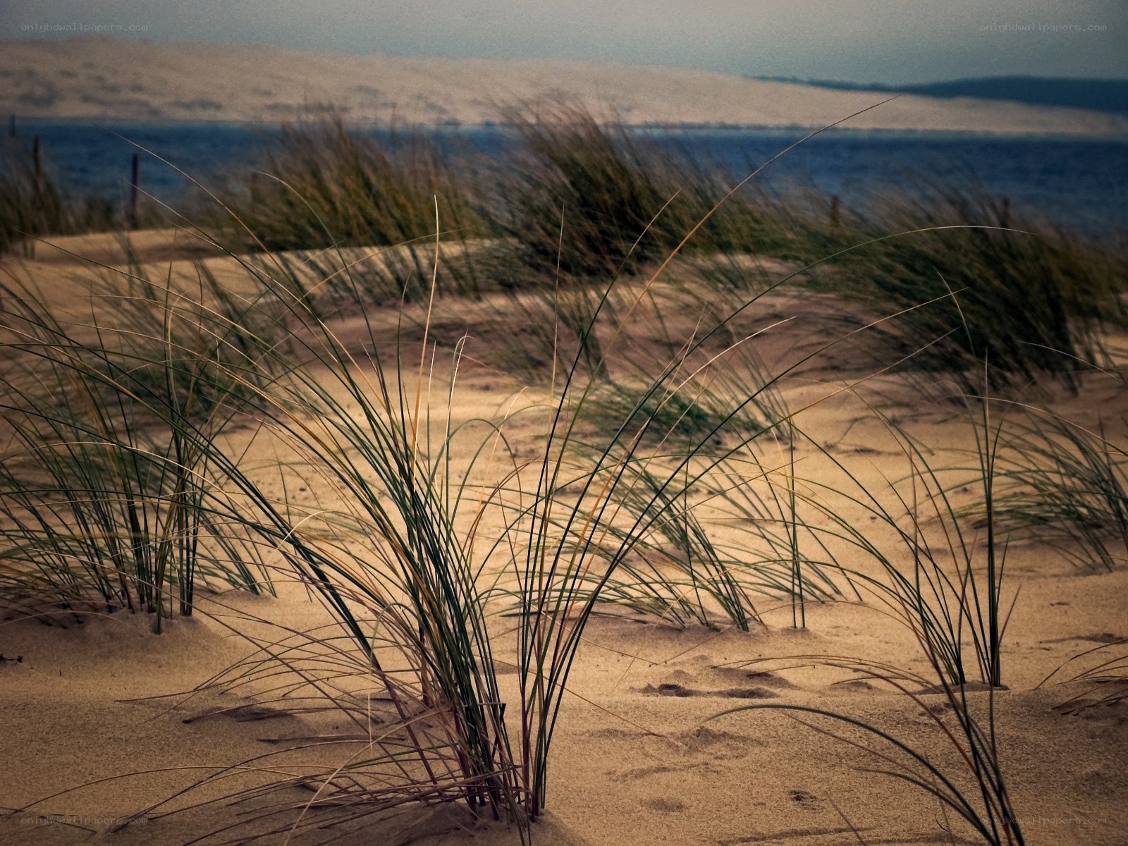 Dune grass by the sea