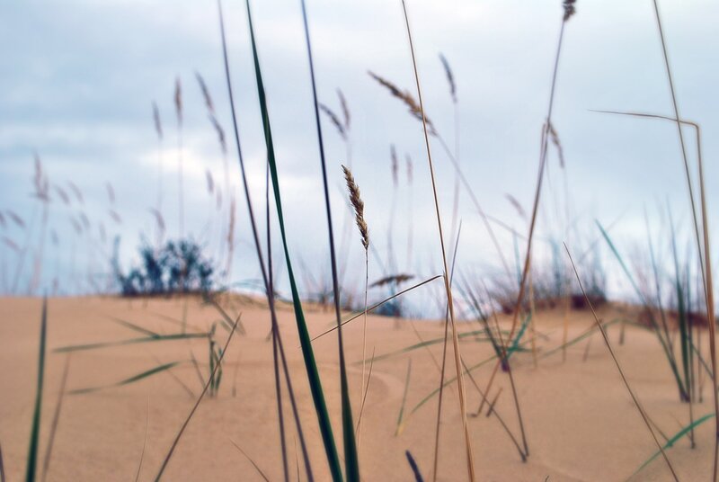 Dune Grass in Sand — Beige