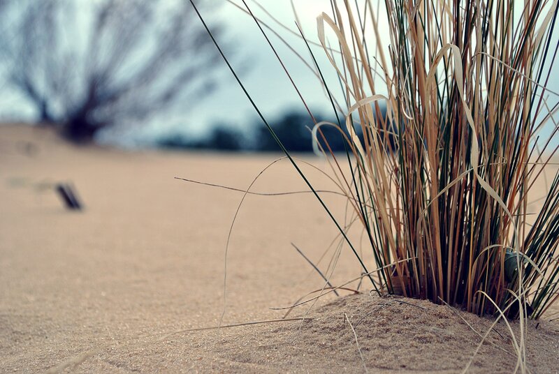 Dune Grass in Sand — Brown