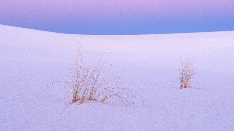 Dune Grass in Sand — White, Serene