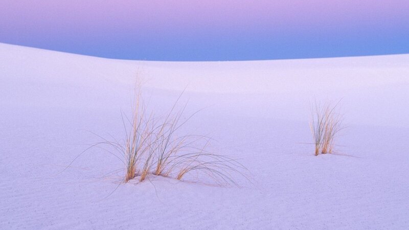 Dune Grass in Sand — White