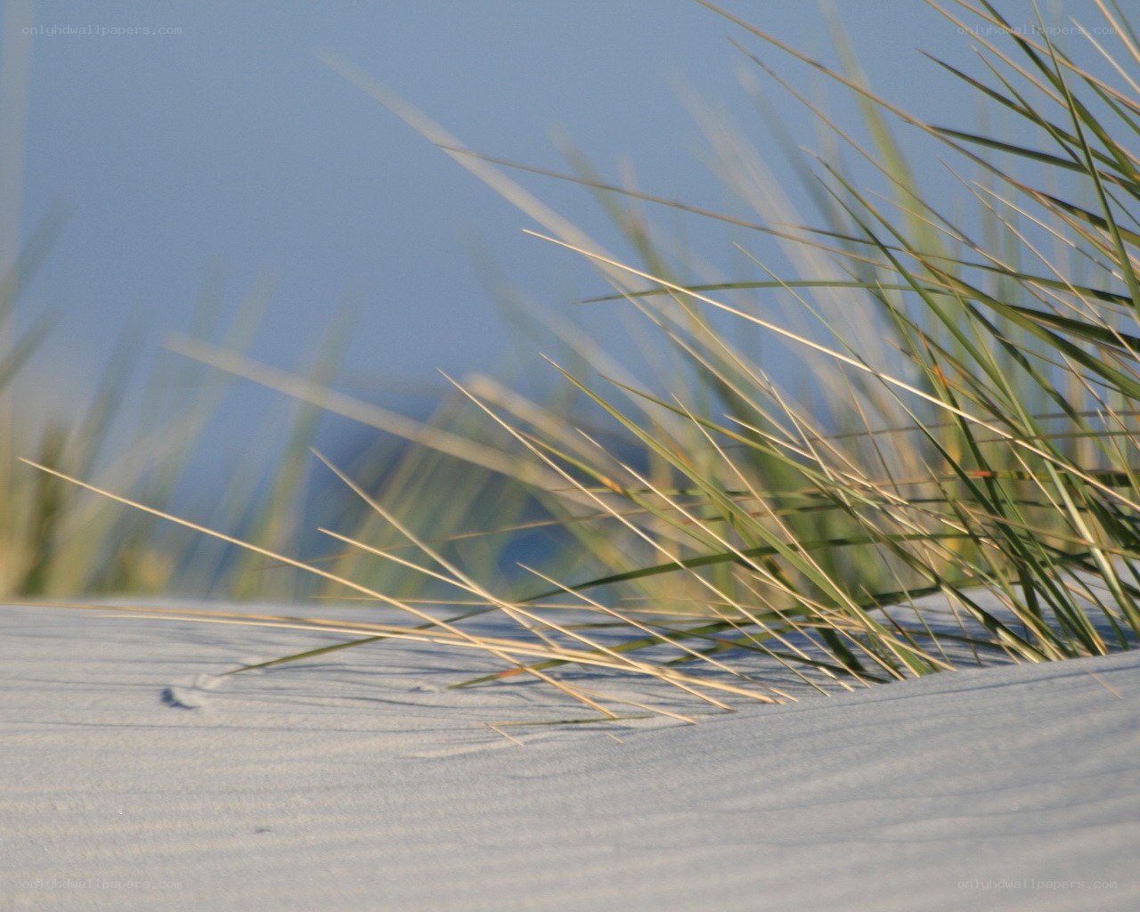 Dune grass in sunlight