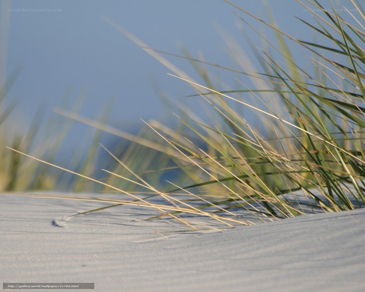 Dune grass in sunlight