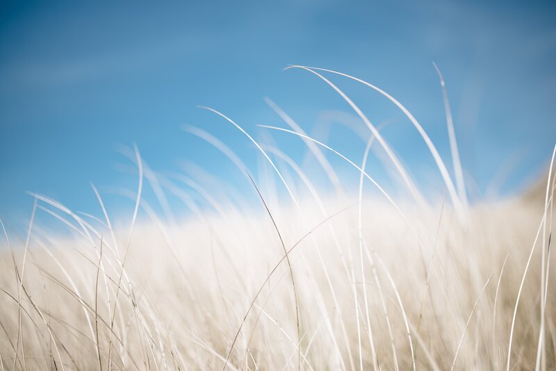 Dune Grass in Wind — Blue