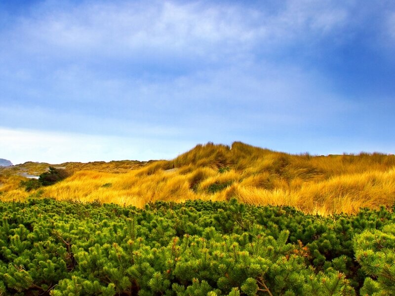Dune Grass Landscape