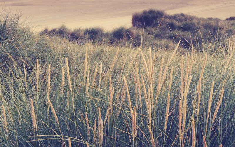 Dune Grass on Beach — Green, Calm, Sunset