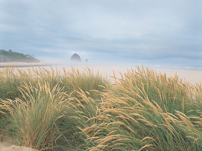 Dune Grass on Beach — Green, Calm