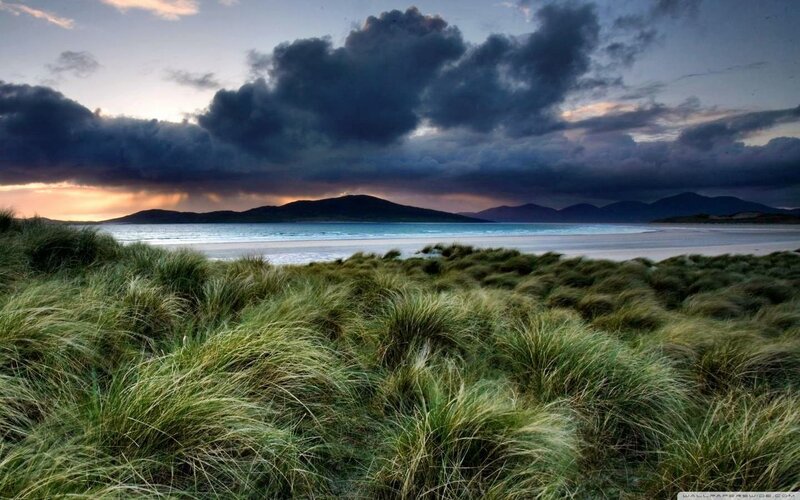 Dune Grass on Beach