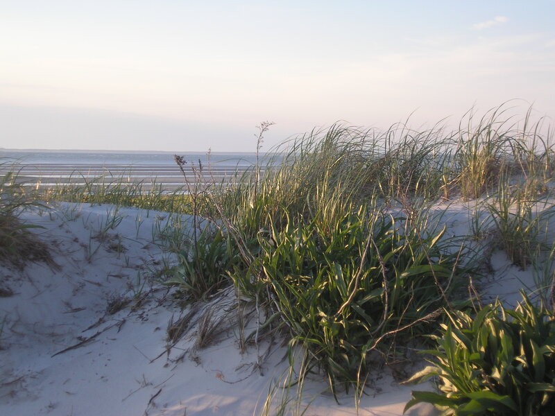 Dune Grass on Beach — White