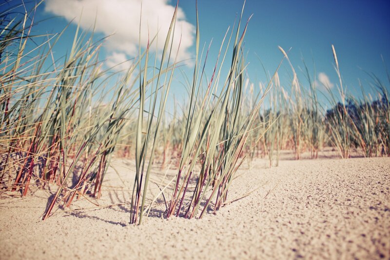 Dune Grass on Sand — Blue, Serene, Afternoon, Photograph