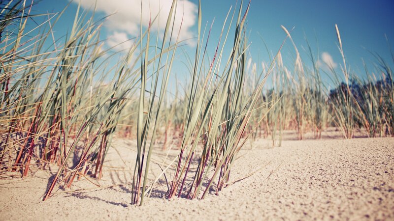 Dune Grass on Sand — Blue