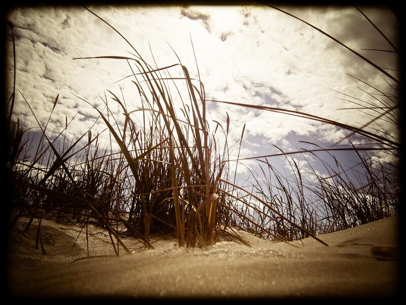 Dune Grass on Sand — Brown