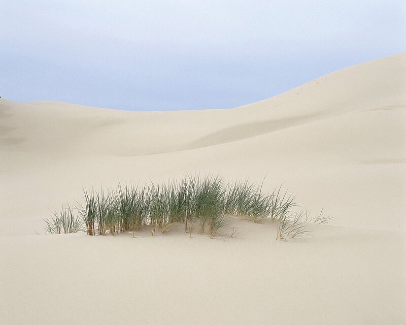 Dune Grass on Sand Dunes