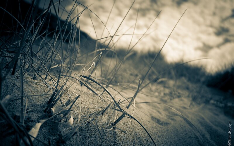 Dune Grass on Sand — Gray