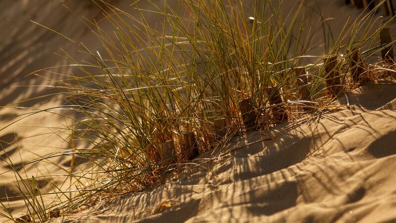 Dune Grass on Sand