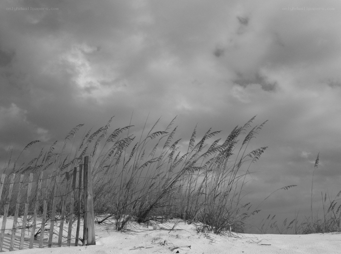Dune grass under cloudy sky