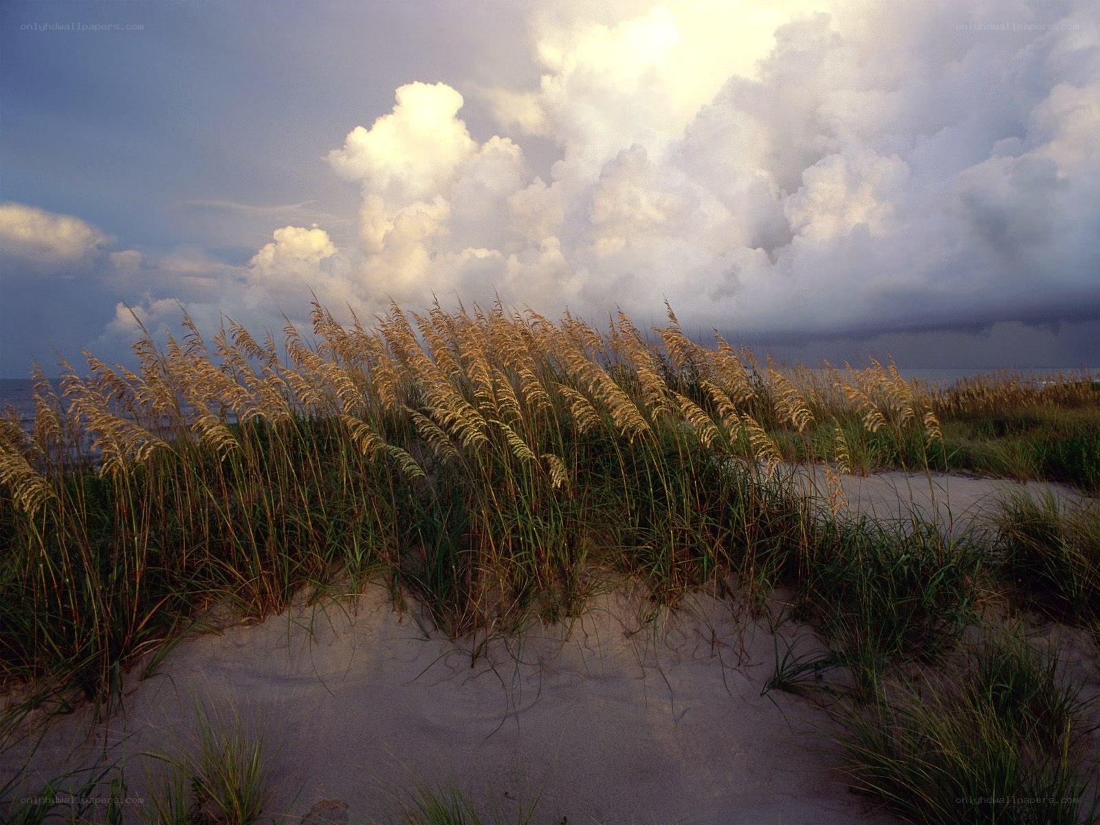 Dune grass under stormy sky