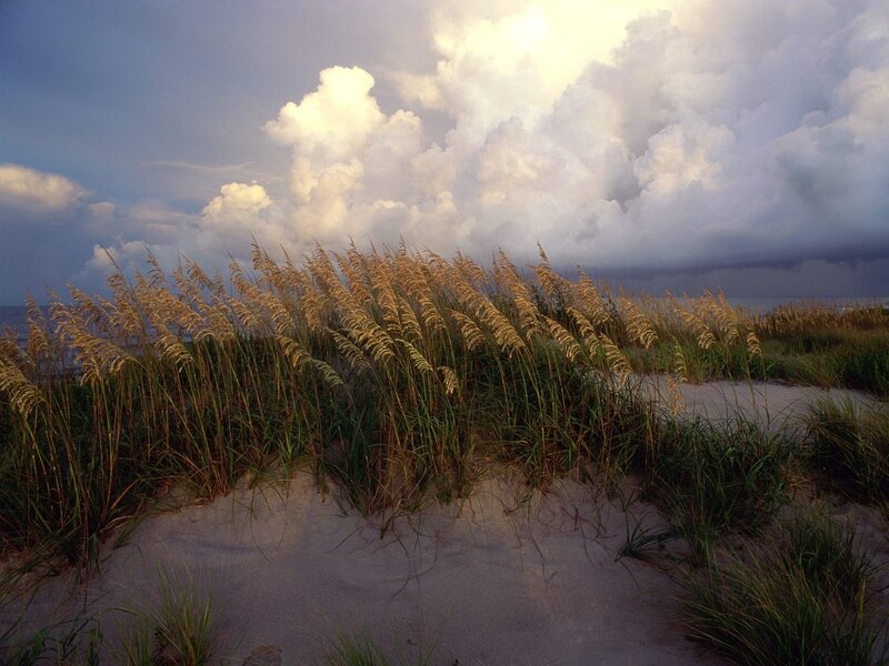 Dune grass under stormy sky