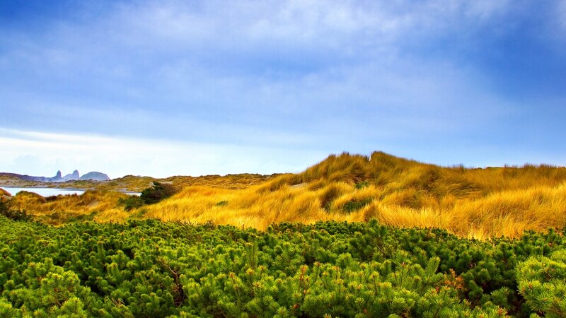 Dune Landscape with Shrubs — Blue, Serene, Afternoon, Photograph, Grass, Shrubbery, Sky