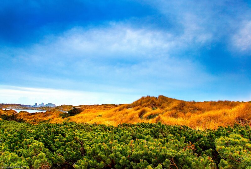 Dune Landscape with Shrubs — Blue, Serene, Afternoon