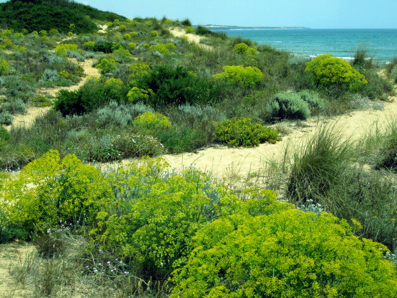 Dune Vegetation Near Ocean
