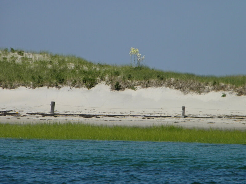 Dune with Flowering Plant