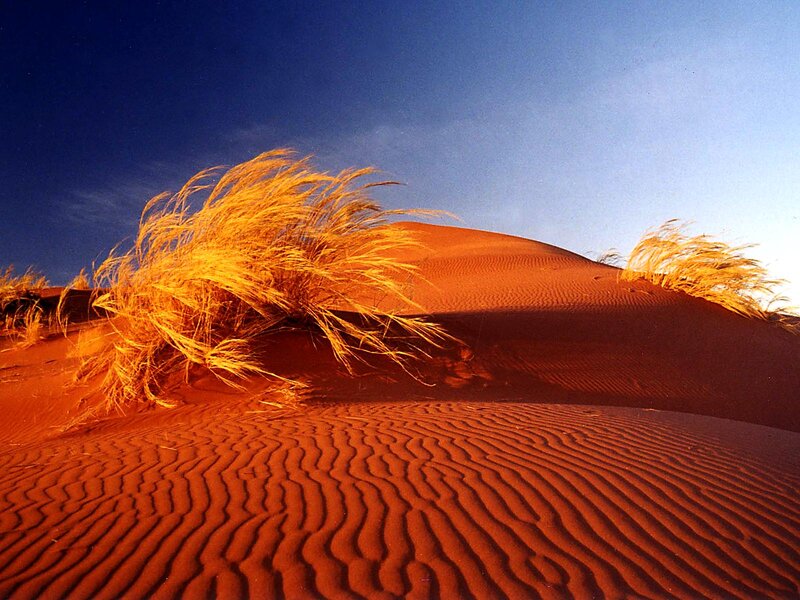 Dune with Grass