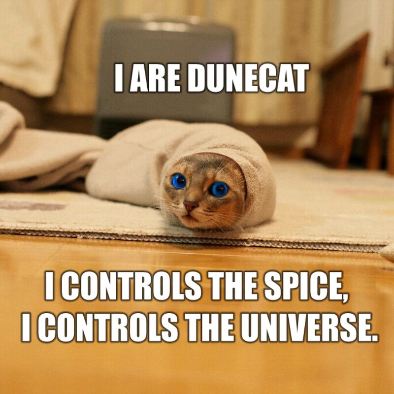 dunecat cat meme