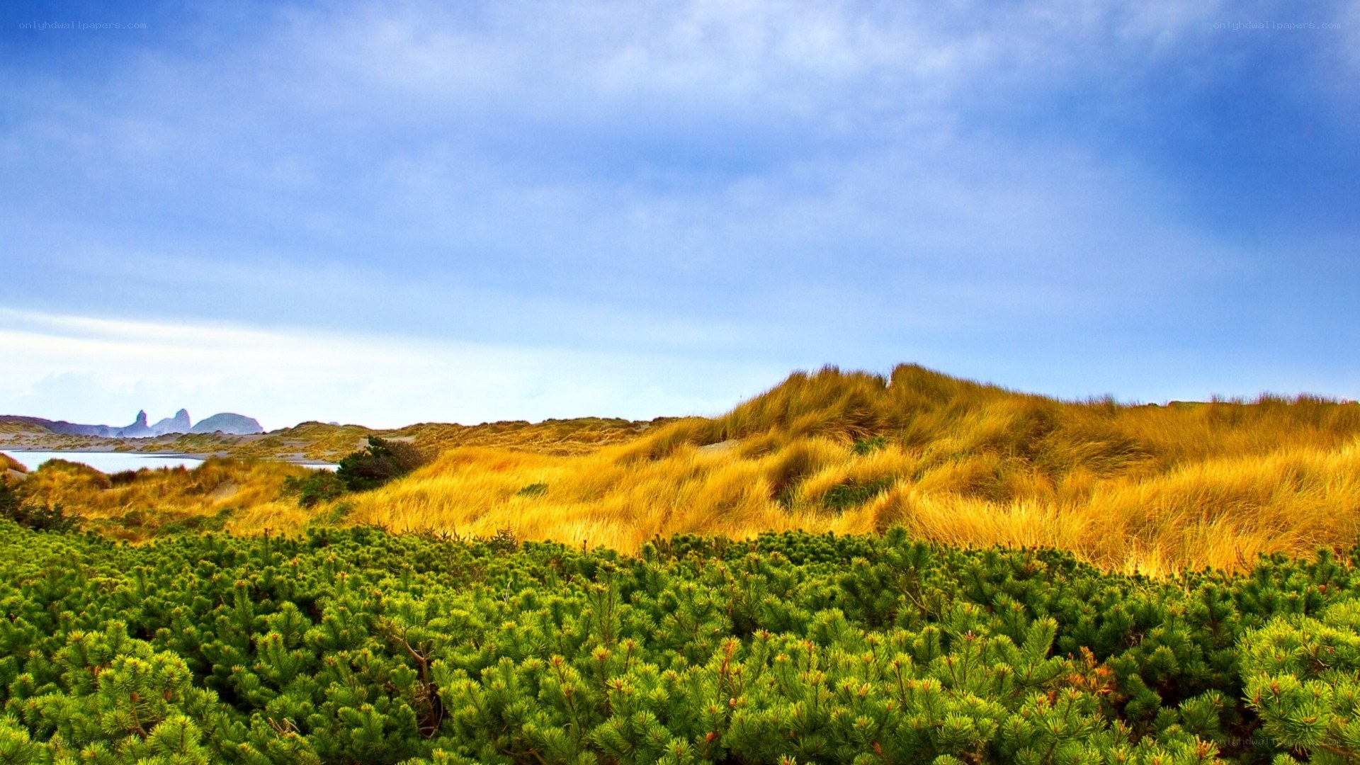Dunes and coastal landscape