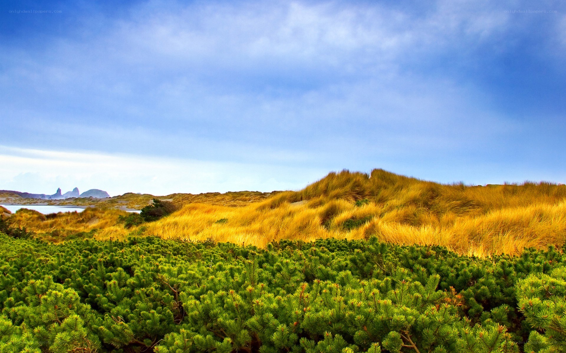 Dunes and coastal landscape