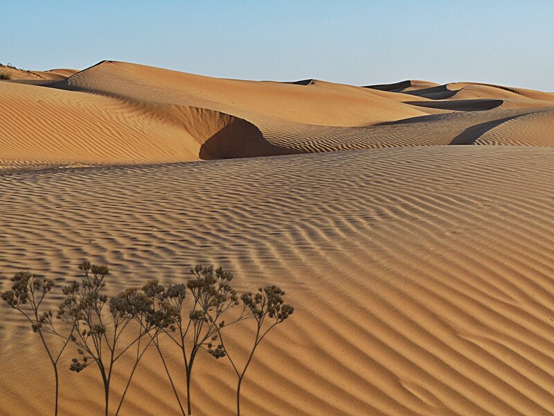 Dunes with Desert Plant