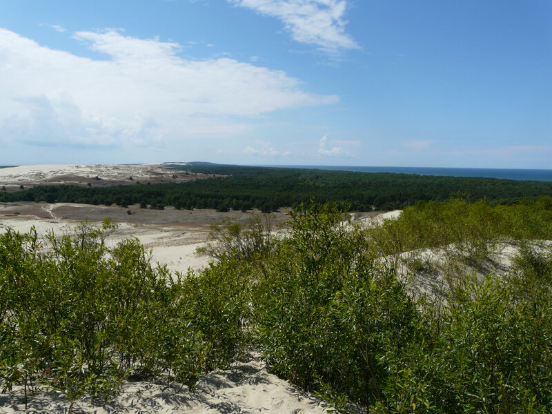 Dunes with Forest and Sea