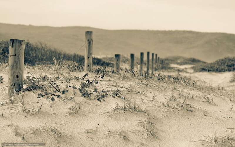 Dunes with wooden posts