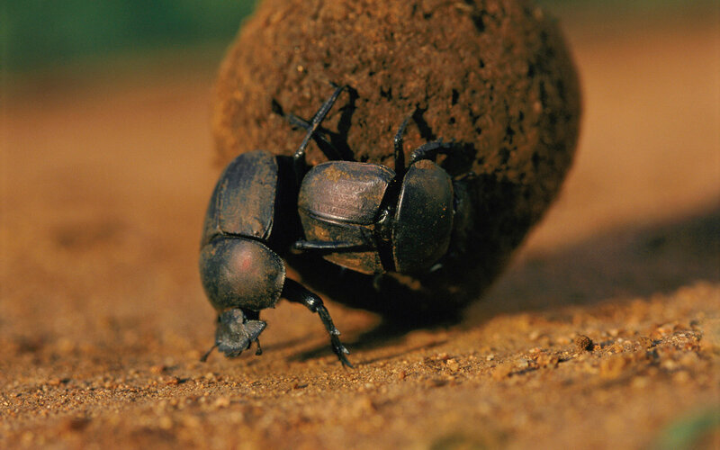 Dung beetle rolling a ball