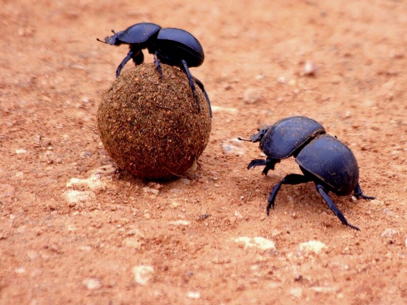 Dung Beetles on Dirt