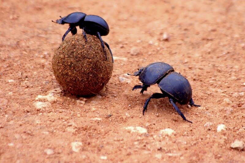 dung beetles rolling a ball