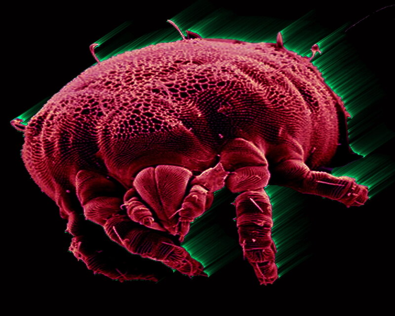 dust mite under microscope